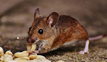 24 Hour & Emergency Exterminators in Center City, PA
